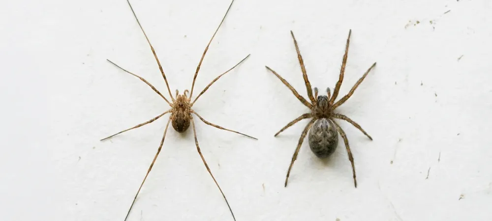 spider-compare-daddy-long-legs