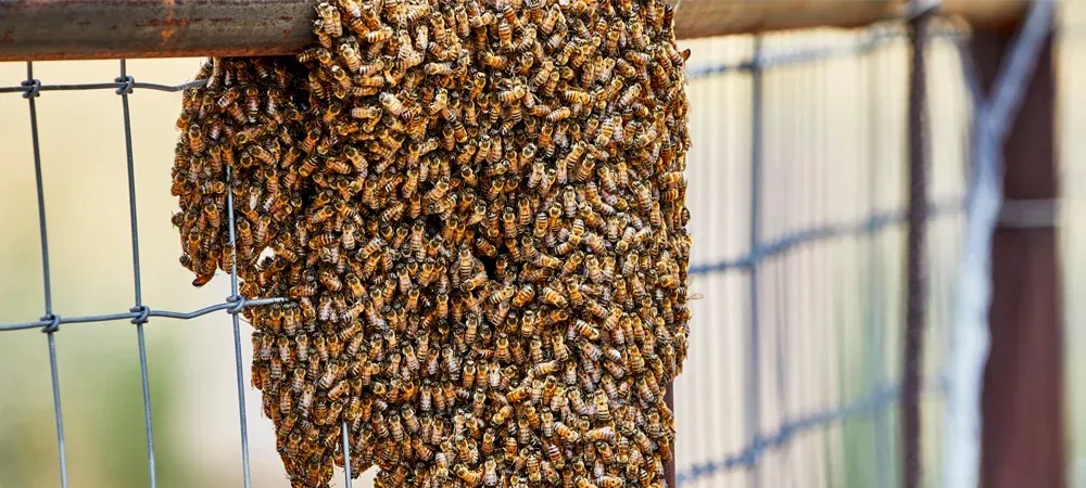 bee swarm