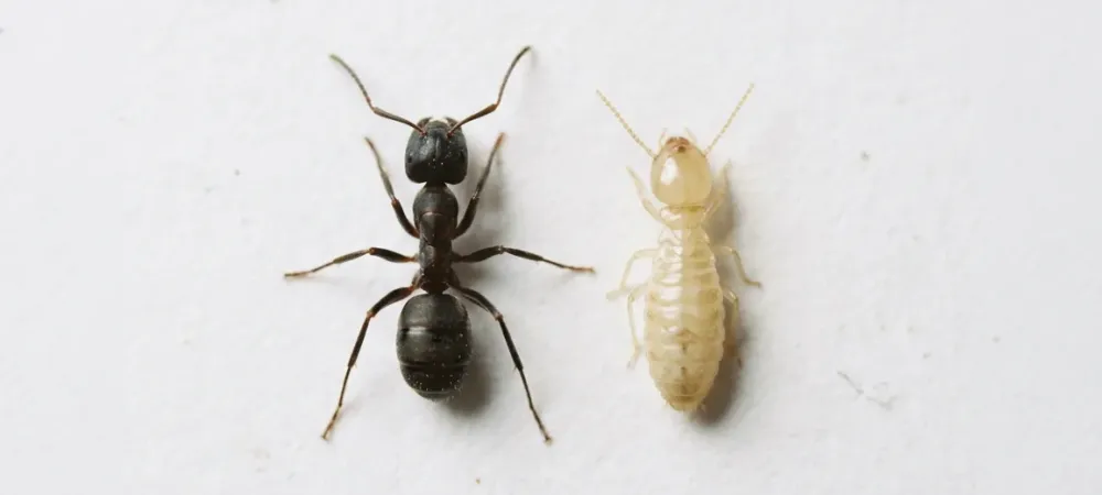 termite-vs-ant.