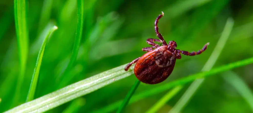 tick-on-grass.