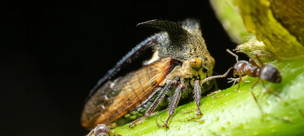treehopper-surrounded-by-ants