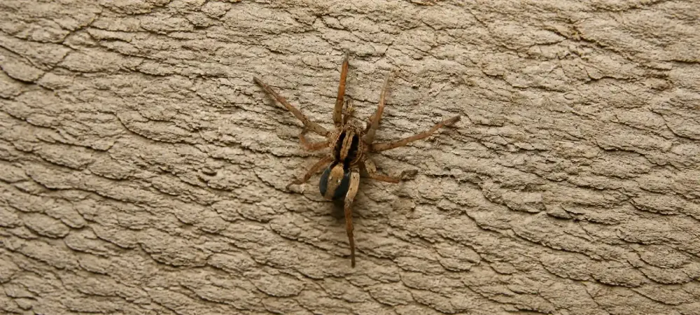 wolf spider