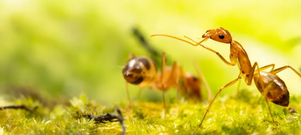 yellow-crazy-ants