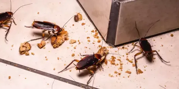 cockroaches