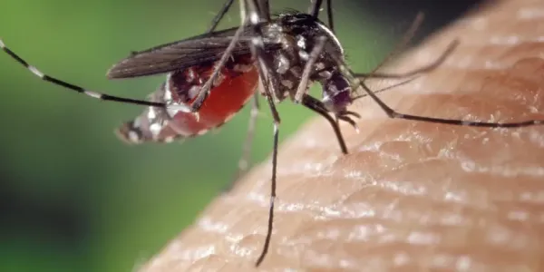 mosquito