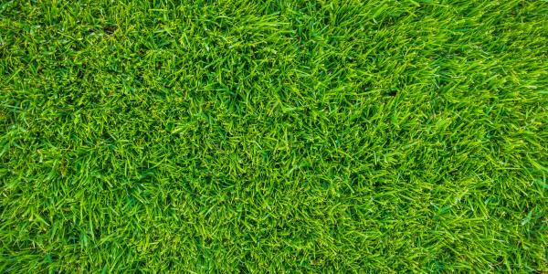 How Can You Tell If A Lawn Is Over Fertilized?