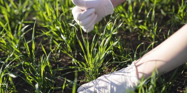 Is It Better To Fertilize Your Lawn In The Fall Or Spring