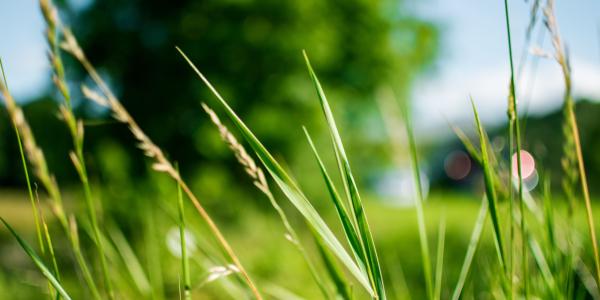 lawn