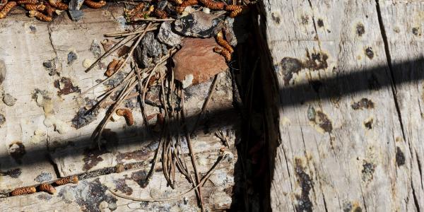 What Should You Avoid Doing If You Have A Termite Problem