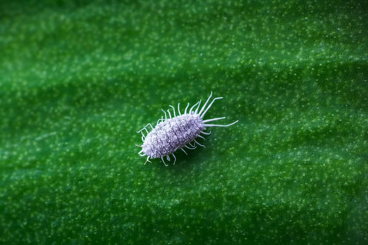 Close-up shot of a mealybug on a plant.