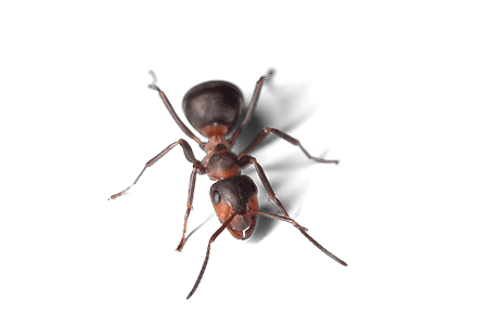 An ant.
