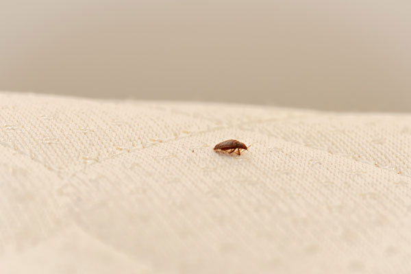 bed-bug-interior-2