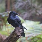 crow-min