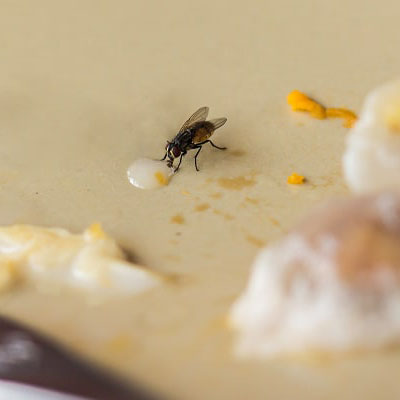 fly3-min