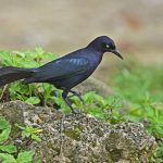 grackle-min
