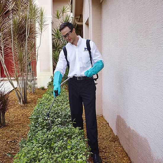 Technician spraying a bush outside of a home.