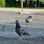 pigeons-min
