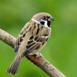 sparrow-min