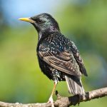 starling-min