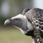 vultures-min