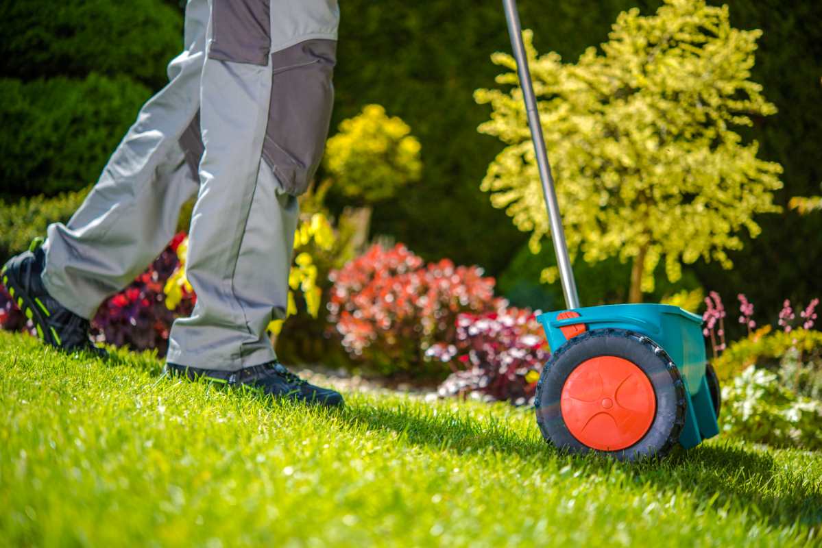 Garden fertilizer spreader in use by a gardener.