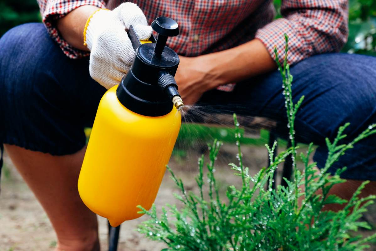 Gardener using pesticide for lawn pest control.