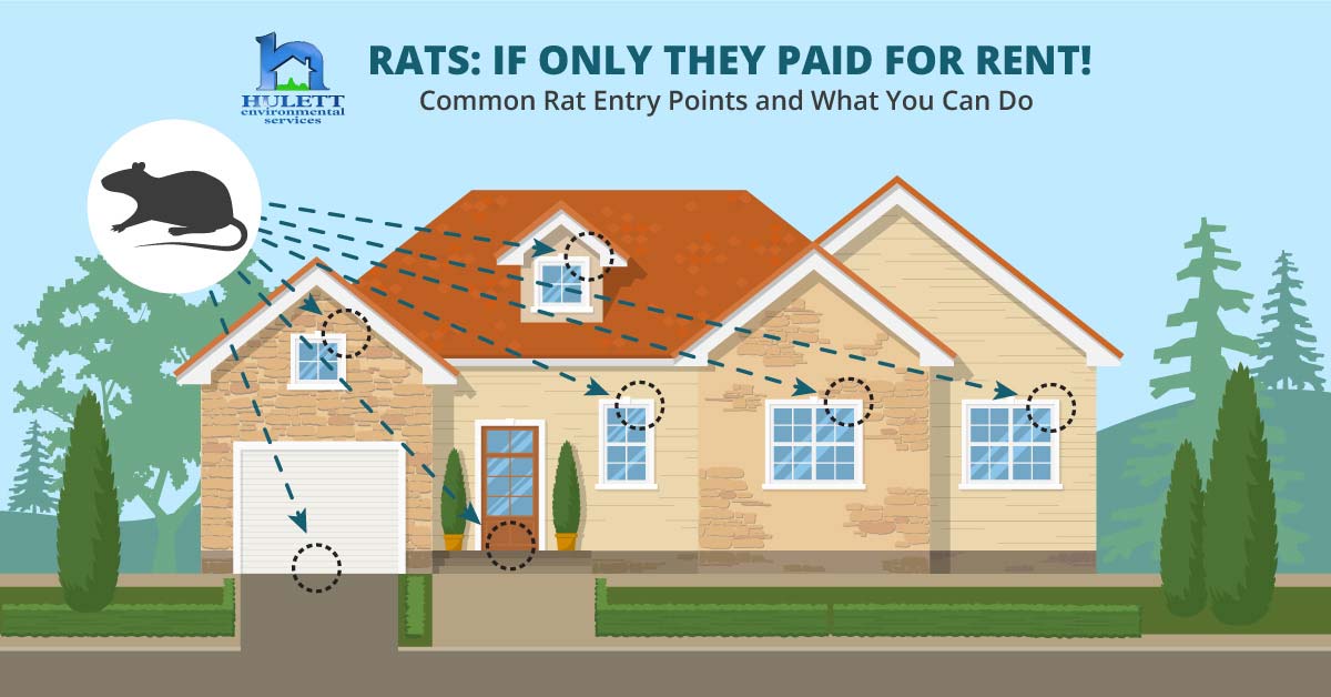 A home with common rat entry points highlighted. Text "Common rat entry points and what you can do.