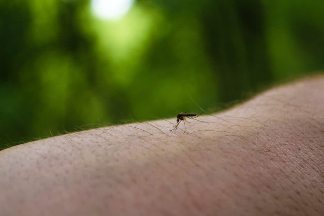 Mosquito biting a person’s hand or arm.