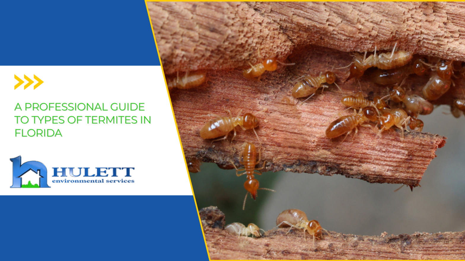 A swarm of termites crawling on a log as they feed on the wood.