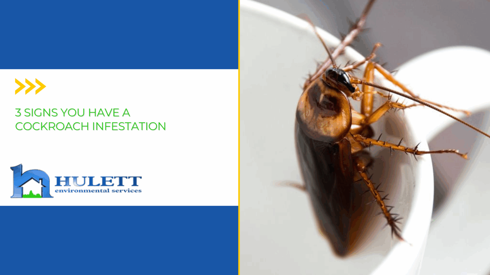 A cockroach hangs along the inside rim of a white coffee mug.