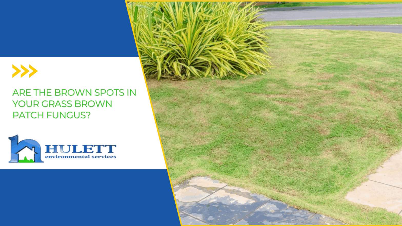 A lawn is infected with Rhizoctonia solani, leaving circular brown spots scattered across the turfgrass