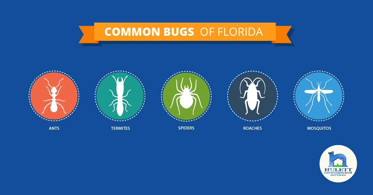 A banner stating "Common bugs of Florida: ants, termites, spiders, roaches, and mosquitos."