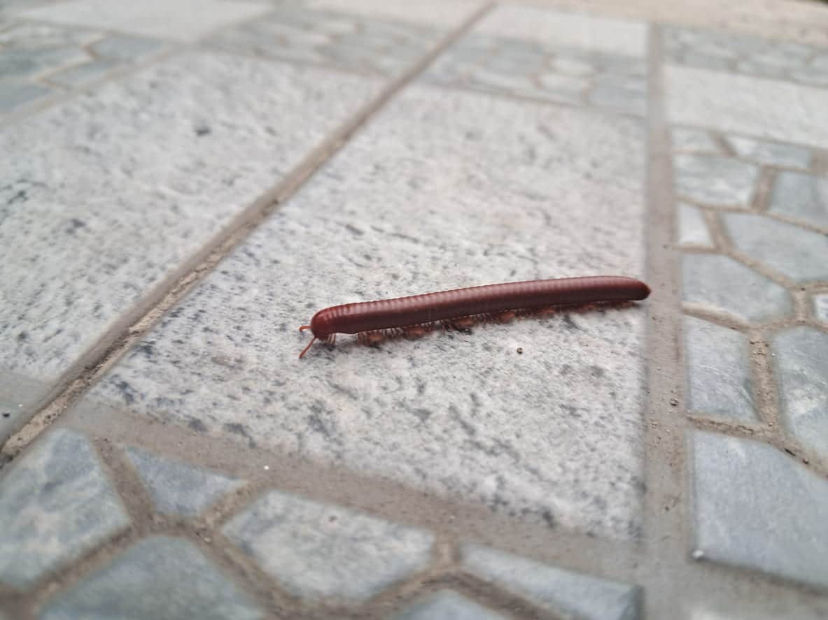 Millipede crawling on a concrete and stone-tiled surface.