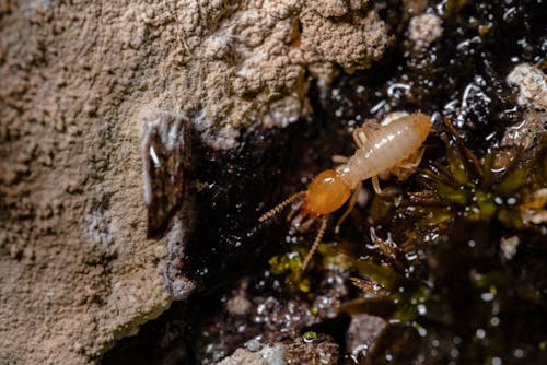 What Attracts Termites To A House?
