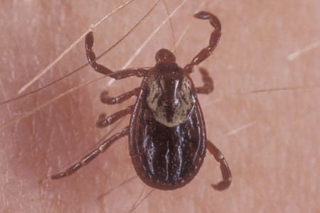 An American dog tick.