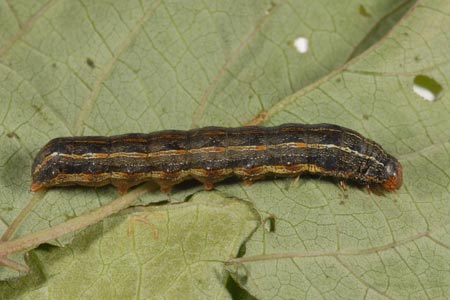 An armyworm on a leaf.