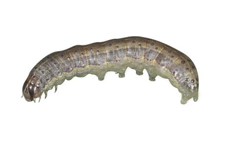 An armyworm.