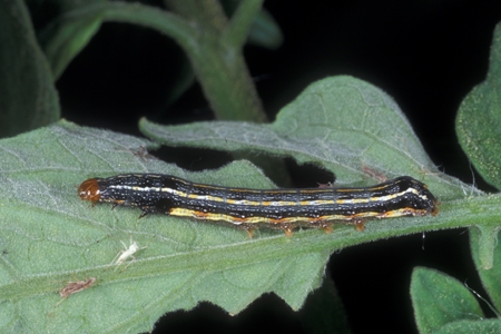 An armyworm on a leaf.