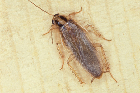 An asian roach.
