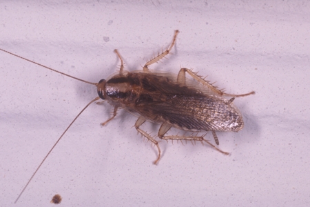 An asian roach.