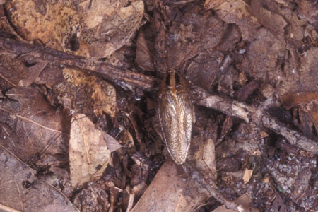 An asian roach.