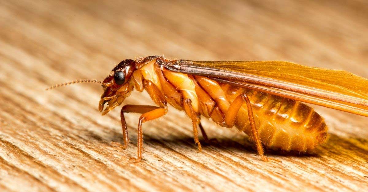 Closeup of an asian subterranean termite.