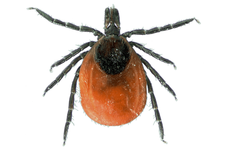 A backlegged tick.