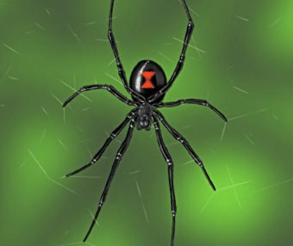 Black Widow Spider