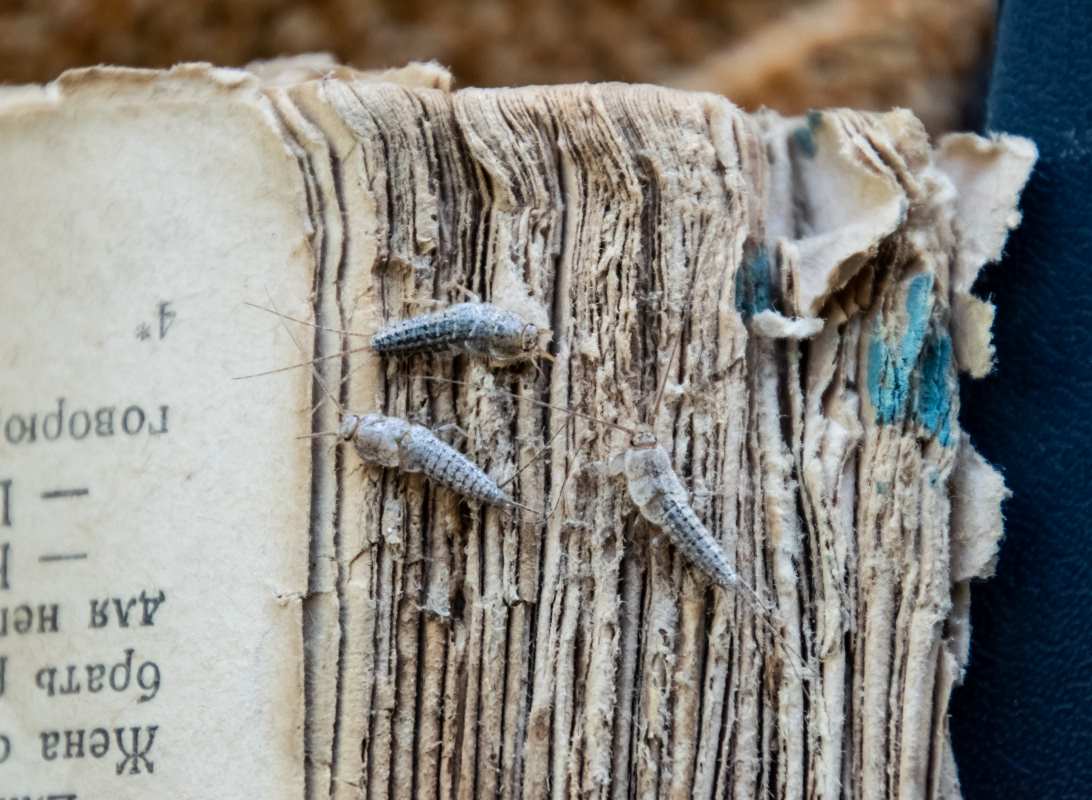 Silverfish feeding on cardboard and paper