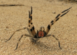 Brazilian Wandering Spider