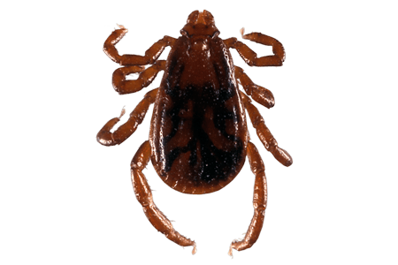 A brown tick.