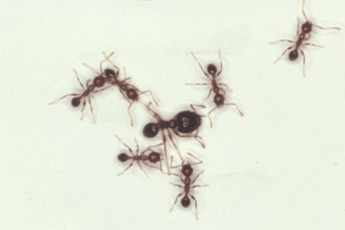 Big headed ants
