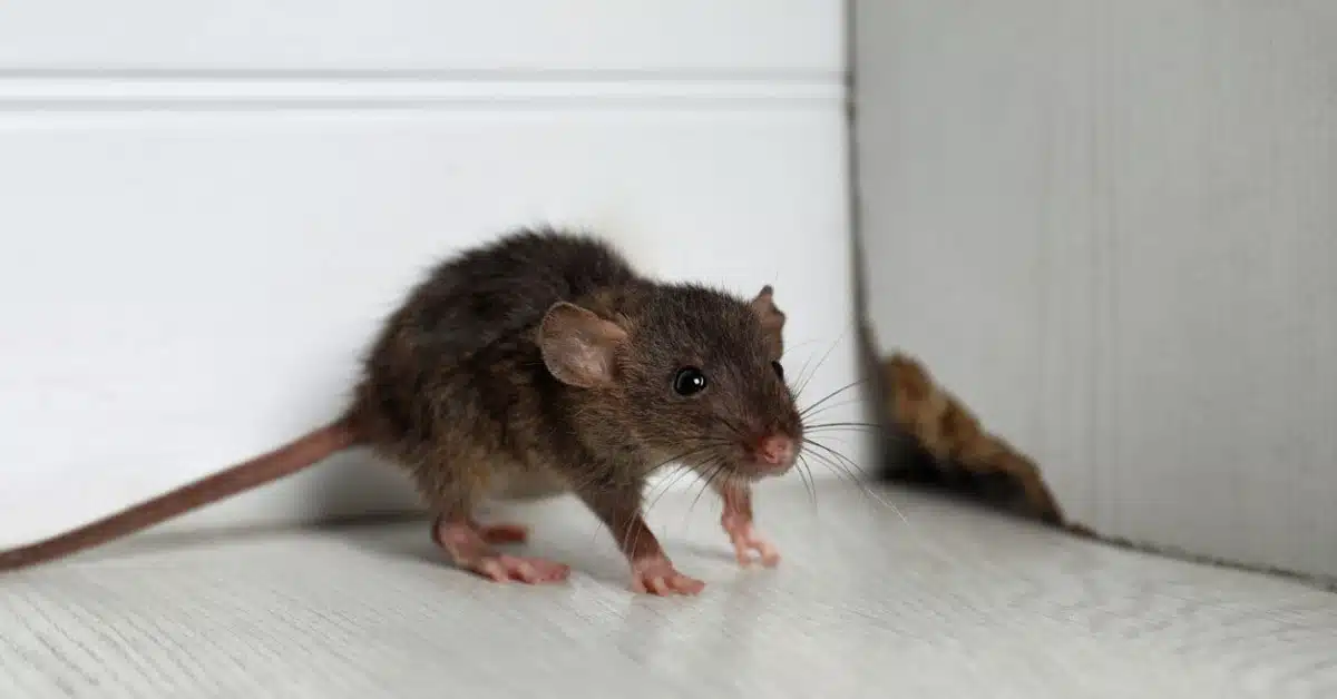 A mouse next to a hole in the wall.