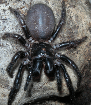 Sydney Funnel Web Spider